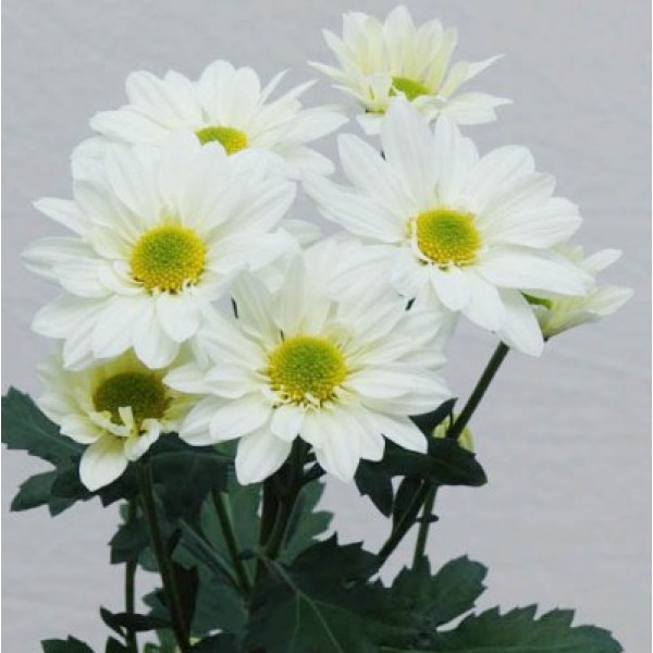 Shevanti White - Chrysanthemum Plant